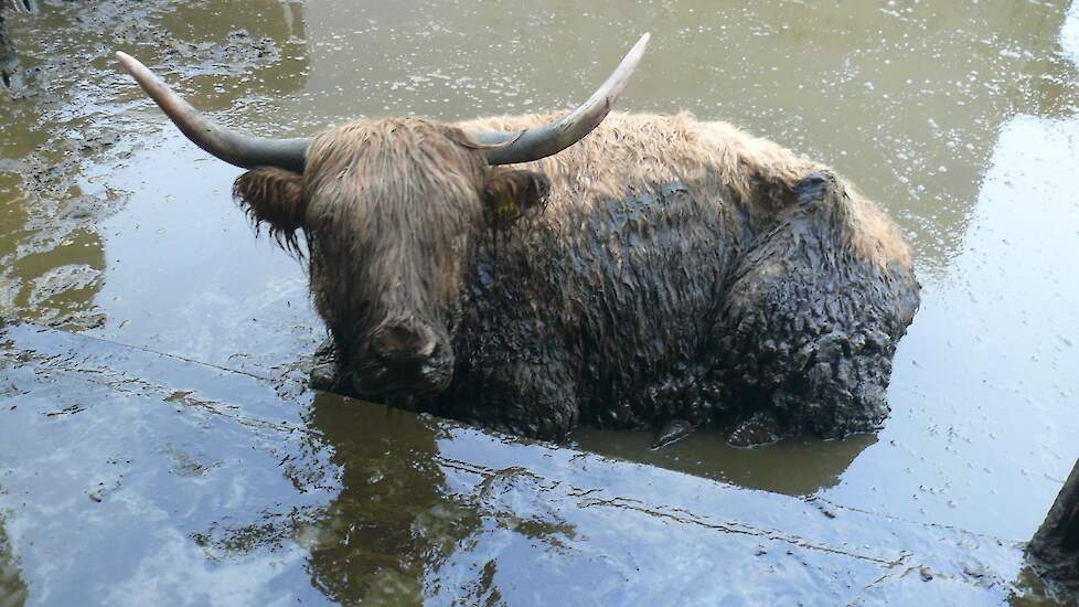 De NVWA publiceerde op Twitter een foto van een van de verwaarloosde runderen. De dieren zijn in beslag genomen.