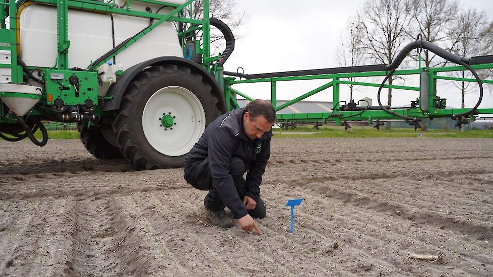 Uienteler Willy Houbraken uit Bergeijk controleert de opkomst van zijn uien in april 2021. Het blauwe bordje markeert een proefveldje van leverancier Alliance.