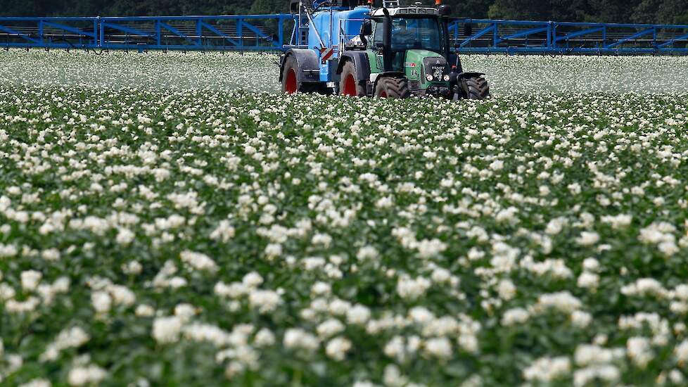 In phytophthora-resistente aardappelen kan de teler de eerste bespuiting langer uitstellen.