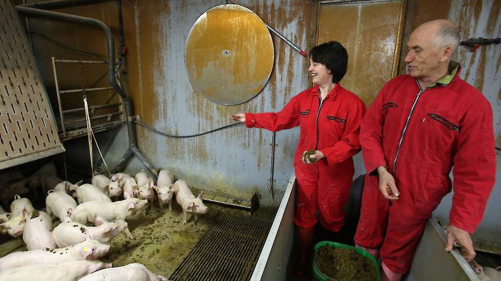 Volgens Coen en Marlijn van Gorp heeft het koken van granen allerlei voordelen voor het dierenwelzijn, waaronder minder staartbijten door betere darmgezondheid.