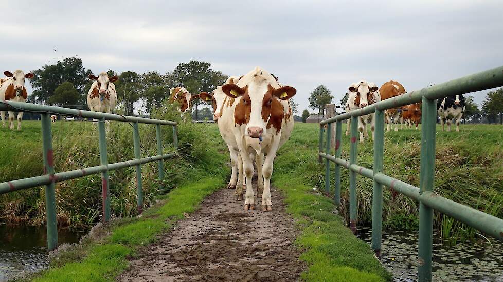 Noord-Brabant+krijgt+231+miljoen+euro+voor+landbouw+en+natuur