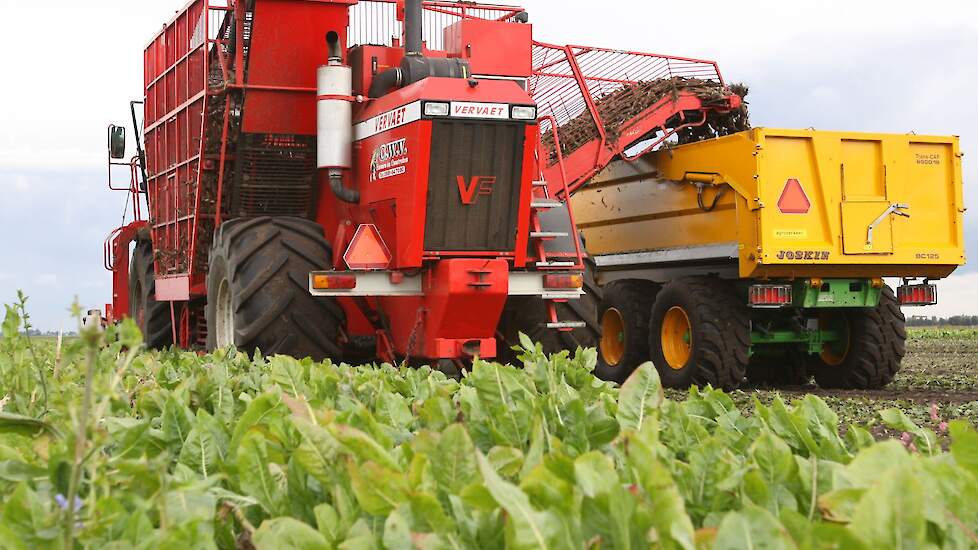 Een areaalsuitbreiding is de komende jaren nodig. Het liefst zou Sensus groeien in de opbrengsten inuline per hectare, maar die groei gaat minder hard dan gehoopt.