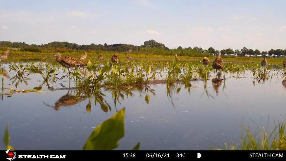 Beelden van afgelopen voorjaar geschoten met de wildcamera van Mariska Eggens.