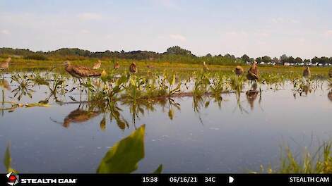 Beelden van afgelopen voorjaar geschoten met de wildcamera van Mariska Eggens.