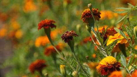 Tagetes