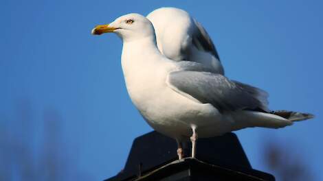 Vooral de zilvermeeuw wil nog wel eens een weidevogelei mee pikken.