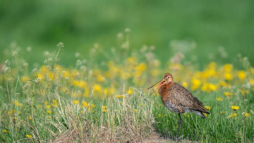 De grutto staat op de rode lijst van bedreigde Nederlandse weidevogels.