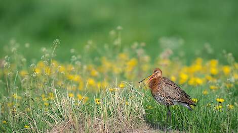 De grutto staat op de rode lijst van bedreigde Nederlandse weidevogels.