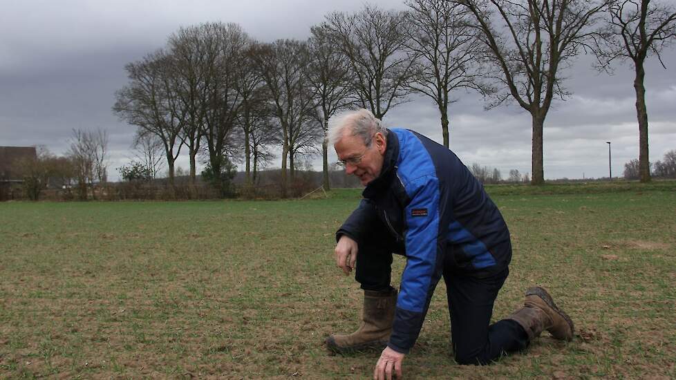 Jos Lamers bekijkt een perceel waar hij lokale ‘Ossenwaardse baktarwe’ op verbouwt. Voor de teelt van de lokale tarwe gebruikt hij zo weinig mogelijk kunstmest.