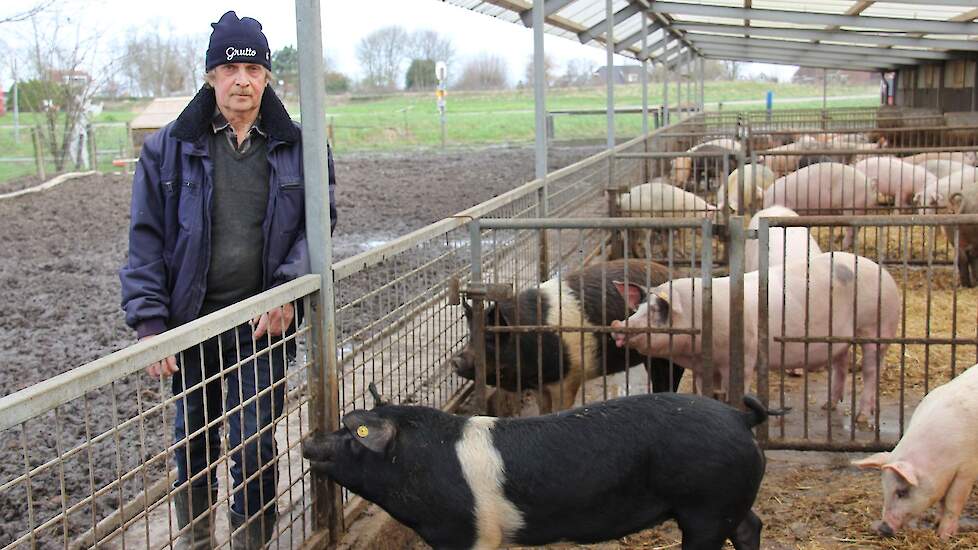 Henk Flippo houdt al 57 jaar varkens in Waddinxveen. Nu voelt hij zich klemgezet door de overheid.