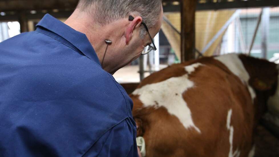 Een koe wordt geïnsemineerd. De NVO verenigt 37 organisaties uit de rundveefokkerijwereld, uitgezonderd CRV.