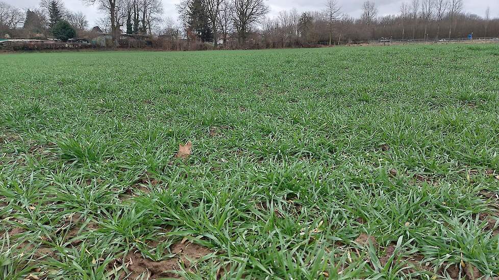 De groeiomstandigheden voor wintertarwe variëren per regio. In sommige gebieden is sprake van minder groeizaam weer.