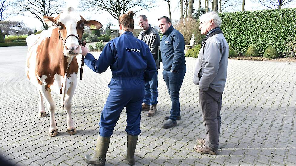 De vakjury tijdens de rondgang door Nederland. Hier bekijken ze Toosje 724 van de familie Lenferink in Almelo. De koe maakte met haar imposante verschijning veel indruk op de jury en wist door te dringen tot de finaleronde van de Beste Boerenkoeverkiezing