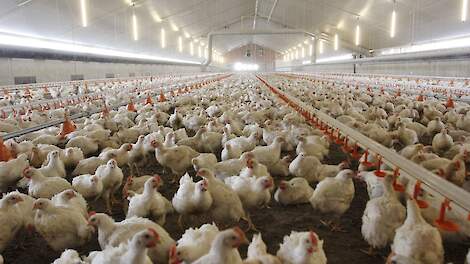 „De ervaring die de Nederlandse vleeskuikenhouderij sinds 2015 opbouwde in concepten biedt Nederland een voorsprong met ECC", zegt Van Boekholt. 