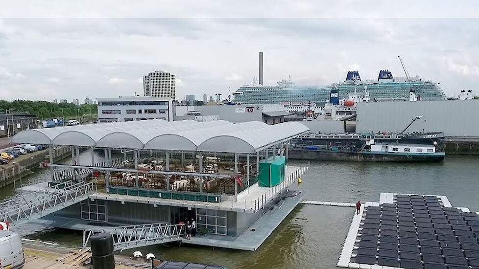 De floating farm voor koeien.