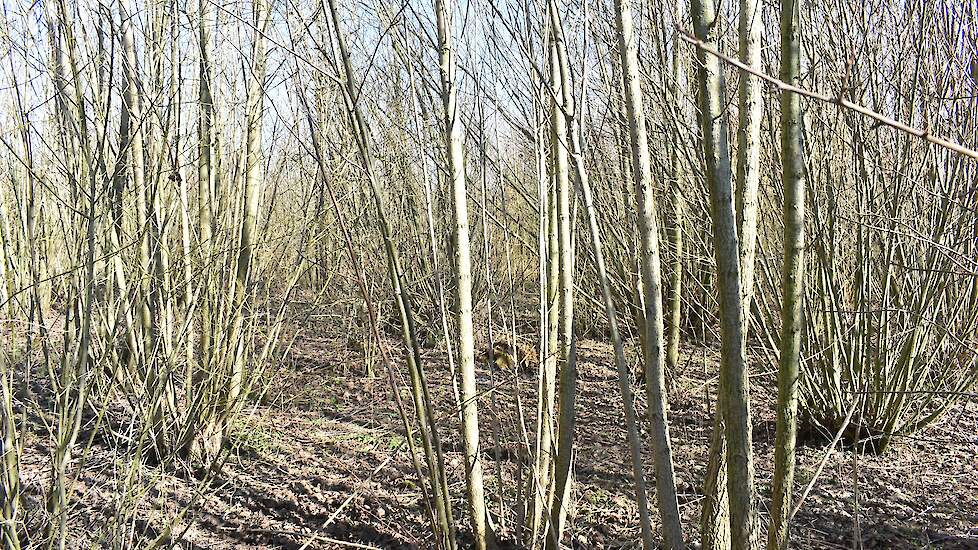 Het klimaatbos van Henk Hoefnagel.