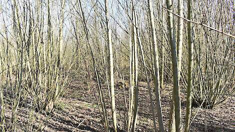 Het klimaatbos van Henk Hoefnagel.