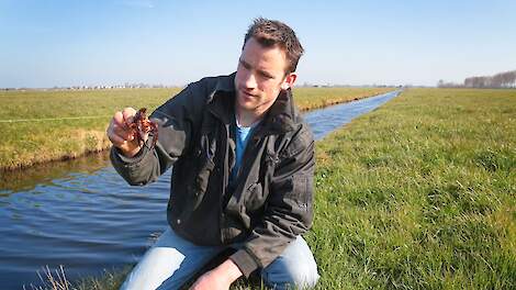 Koen Spruit: „De rode Amerikaanse rivierkreeft legt drie- tot zeshonderd eieren per keer, drie keer per jaar.”