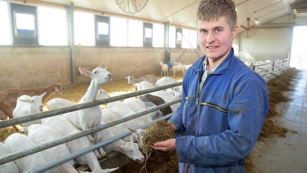 Plakvoer voor geiten. Ook geitenhouder Marius van der Schans uit Lith doet mee met het voeren van ingeweekt voer aan zijn geiten.