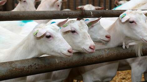 Sinds 1 november 2020 moeten professionele melkgeitenbedrijven binnen zeven kalenderdagen de geboorte van een lam melden.