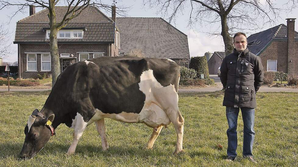 Focus op lange levensduur loopt als een rode draad door de hele bedrijfsvoering van Kees Peeters. Op de foto Fientje 642 die inmiddels 135.000 kilogram melk heeft geproduceerd.