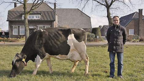 Focus op lange levensduur loopt als een rode draad door de hele bedrijfsvoering van Kees Peeters. Op de foto Fientje 642 die inmiddels 135.000 kilogram melk heeft geproduceerd.