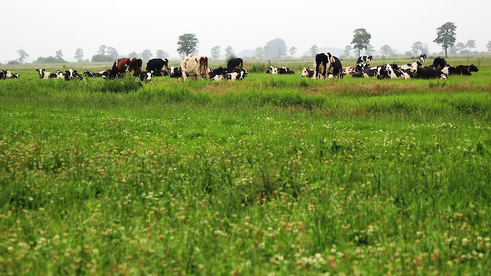 Limagrain › Praktisch Agrarisch Natuurbeheer Voor Veehouders | Melkvee ...