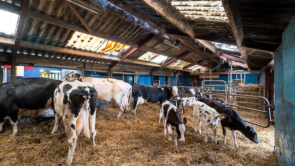 De koeien hebben drie maanden toegang tot de potstal. Na het spenen van de kalveren verhuizen ze naar de ligboxenstal. 