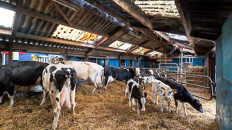 De koeien hebben drie maanden toegang tot de potstal. Na het spenen van de kalveren verhuizen ze naar de ligboxenstal. 
