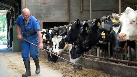 Het immuunsysteem van deze melkveehouder krijgt in de stal vanzelf een steuntje in de rug (archieffoto).