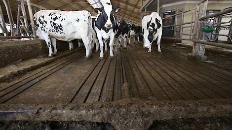 De koeien in de stal uit 2009. Deze is gebouwd met een speciale vloer waarin sleuven zitten, om ervoor zorgen dat de mest en urine gescheiden opgeslagen kunnen worden.