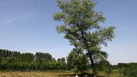 Natuur in Oirschot.