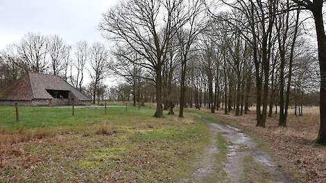 De stikstofaanpak bezorgt veel boeren in de randzone van de Groote Peel slapeloze nachten, weet Toon Hartman. „Ze proeven dat de landbouw wordt opgeofferd voor de bouw van huizen.”