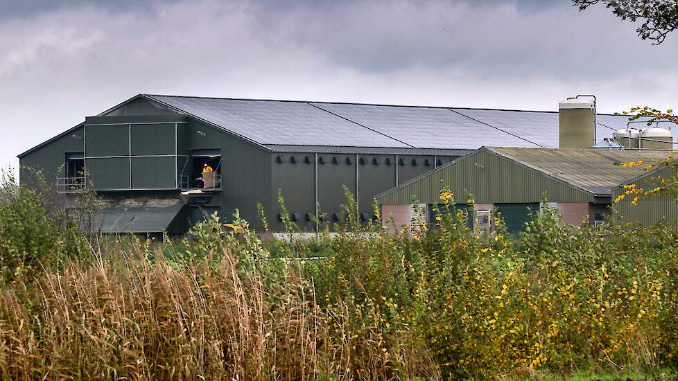 De zichtbare gevolgen van vogelgriep, hier in een ander geval.