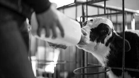 Deze eerste melk bevat veel antilichamen tegen ziekteverwekkers waar het kalf mee te maken krĳ gt. Door deze voldoende te geven, is een kalf goed beschermd tegen ziekteverwekkers.