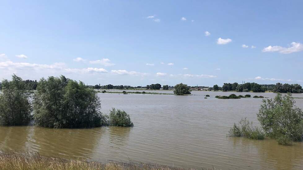 Hoogwater in de zomer van 2021 in de uiterwaarden van de Waal bij Millingen aan de Rijn (GD), onderdeel van Rijntakken.