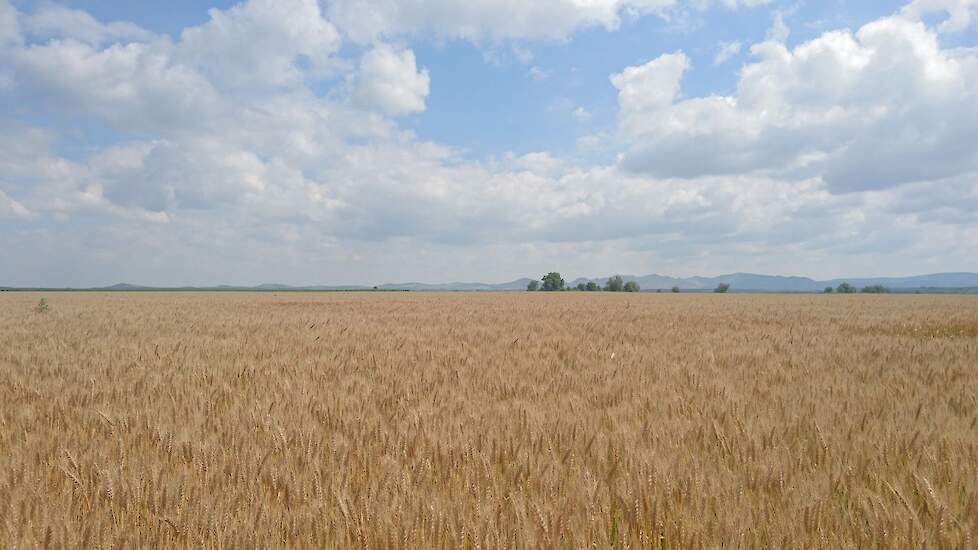 Het grootste landbouwbedrijf van de EU, Agricost, vult het hele Braila-eiland in de Donaudelta van de Zwarte Zee, bij de grens van Roemenië en Oekraïne. Het is sinds enkele jaren bezit van Arabieren.