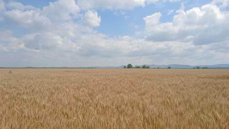 Het grootste landbouwbedrijf van de EU, Agricost, vult het hele Braila-eiland in de Donaudelta van de Zwarte Zee, bij de grens van Roemenië en Oekraïne. Het is sinds enkele jaren bezit van Arabieren.