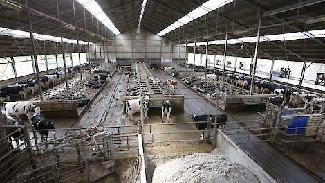 In de ‘nieuwe’ ligboxenstal laten de koeien pas echt zien waartoe ze in staat zijn. Levensduur en productie gingen met sprongen vooruit.