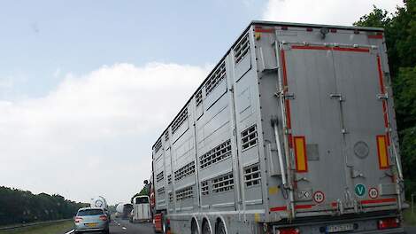 Het Europarlement wil dat drachtig vee niet langer dan vier uur op transport mag.