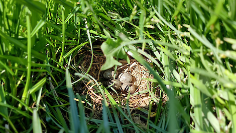 Foto van het nest dat op het perceel van melkveehouder Gerrit Oskam.