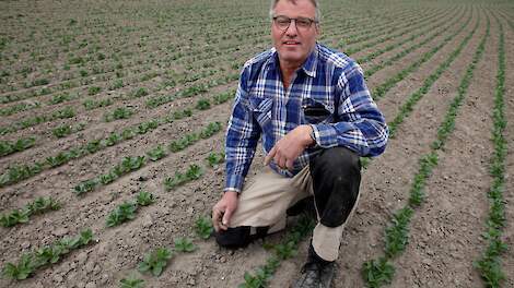 Akkerbouwer Wilfried Bral op zijn ingezaaide perceel met veldbonen. In de jaren tachtig teelde hij ook al een periode veldbonen. Nu, dertig jaar later, is hij wederom begonnen met de teelt. Voor het project ‘Zeeland Bonenland!’.