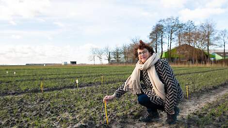 Boeren in Groningen experimenteren met zilte teelt.