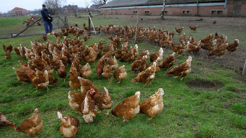 Maria kant ziekte Marge biologische eieren sterk onder druk | Pluimveeweb.nl - Nieuws voor  pluimveehouders