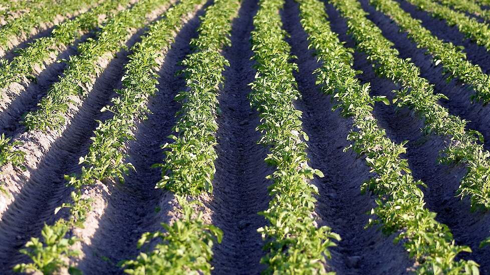 jjong aardappelgewas is vatbaar voor Phytophthora