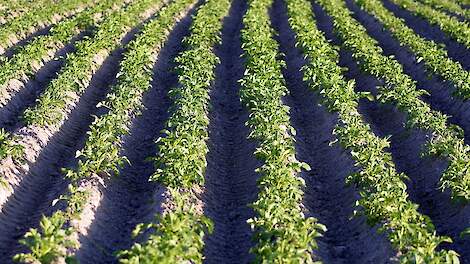 jjong aardappelgewas is vatbaar voor Phytophthora