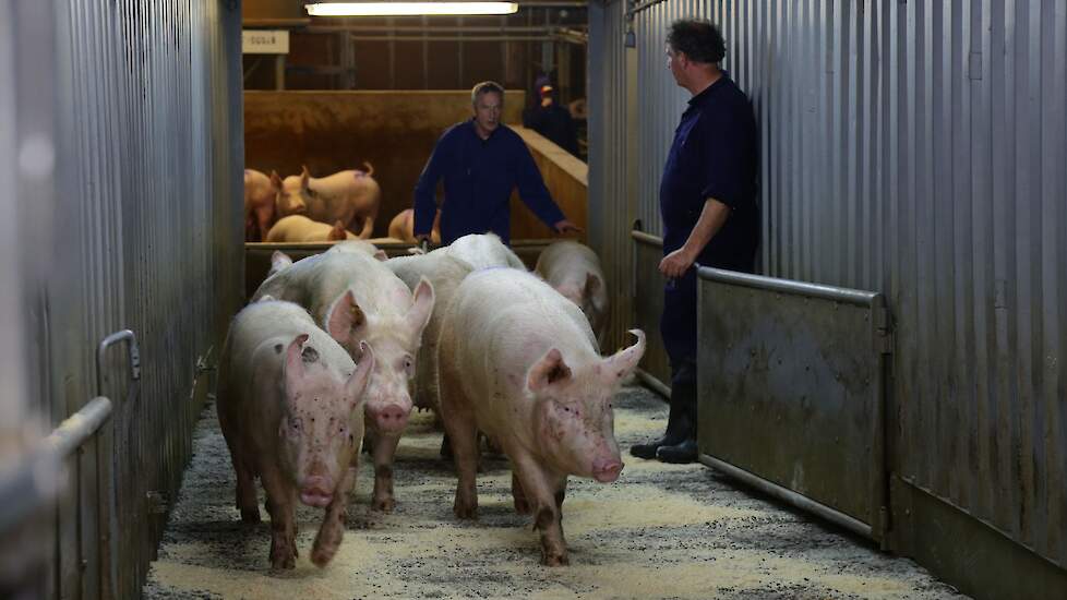 Naast de afzet van slachtzeugen naar Vion en export van levende varkens naar slachterijen in België en Duitsland resteert ook nog de mogelijkheid om bij een particuliere kleinschalige slachterij zeugen aan te bieden.