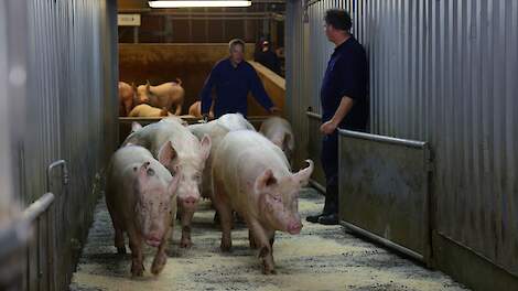 Naast de afzet van slachtzeugen naar Vion en export van levende varkens naar slachterijen in België en Duitsland resteert ook nog de mogelijkheid om bij een particuliere kleinschalige slachterij zeugen aan te bieden.
