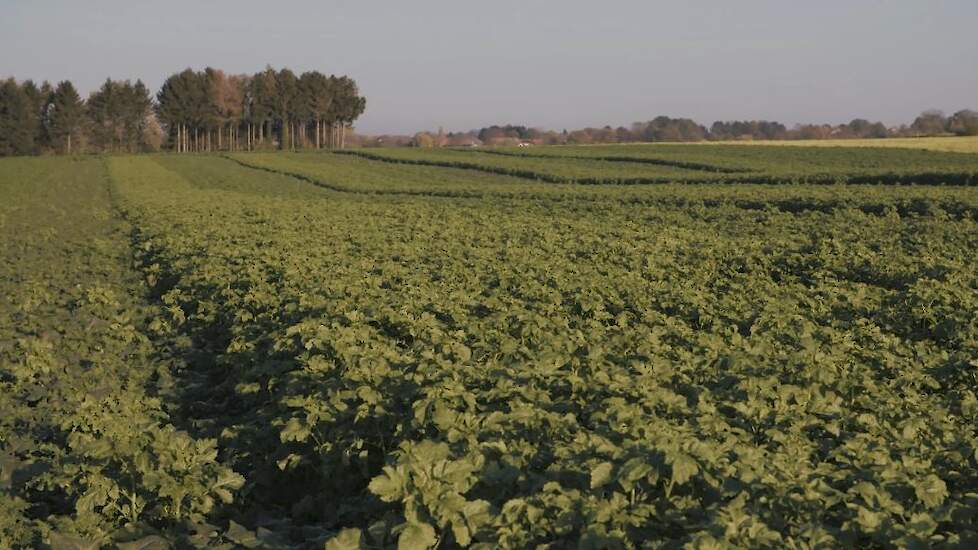 Een akker met groenbemester in Zuid-Limburg.