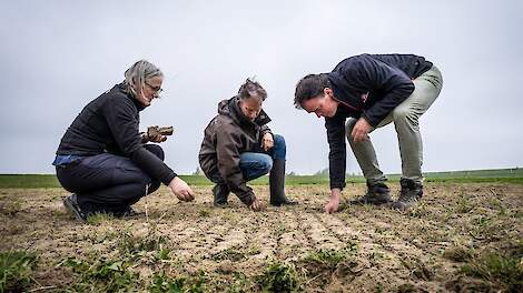 Onderzoekers Stefanie Vink (l), Jan Henk Venema (m) en akkerbouwer Gert Noordhoff beoordelen de opkomst op een verzilt perceel bij de Dubbele Dijk bij Bierum.